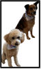 Picture of PCOM  Pet Scarf - choice of design and logo