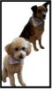 Picture of PCOM  Pet Scarf - choice of design and logo